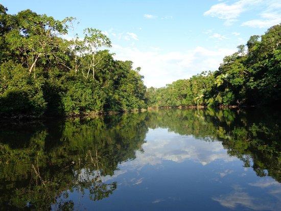 Inmensa estepa verde amazónica